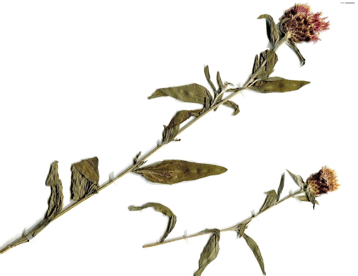 Centaurea debeauxii subsp. nemoralis (Asteraceae)